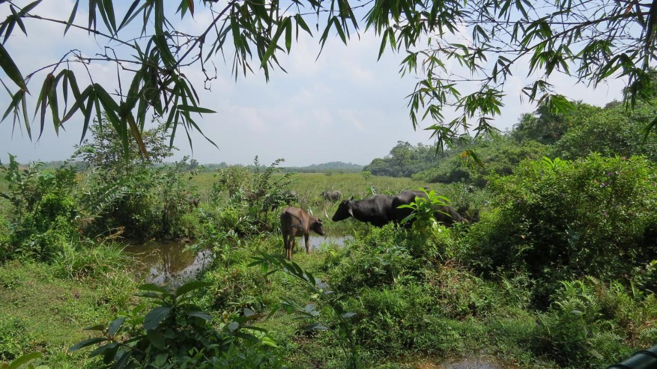 Avalon Village Resort Induruwa Bagian luar foto