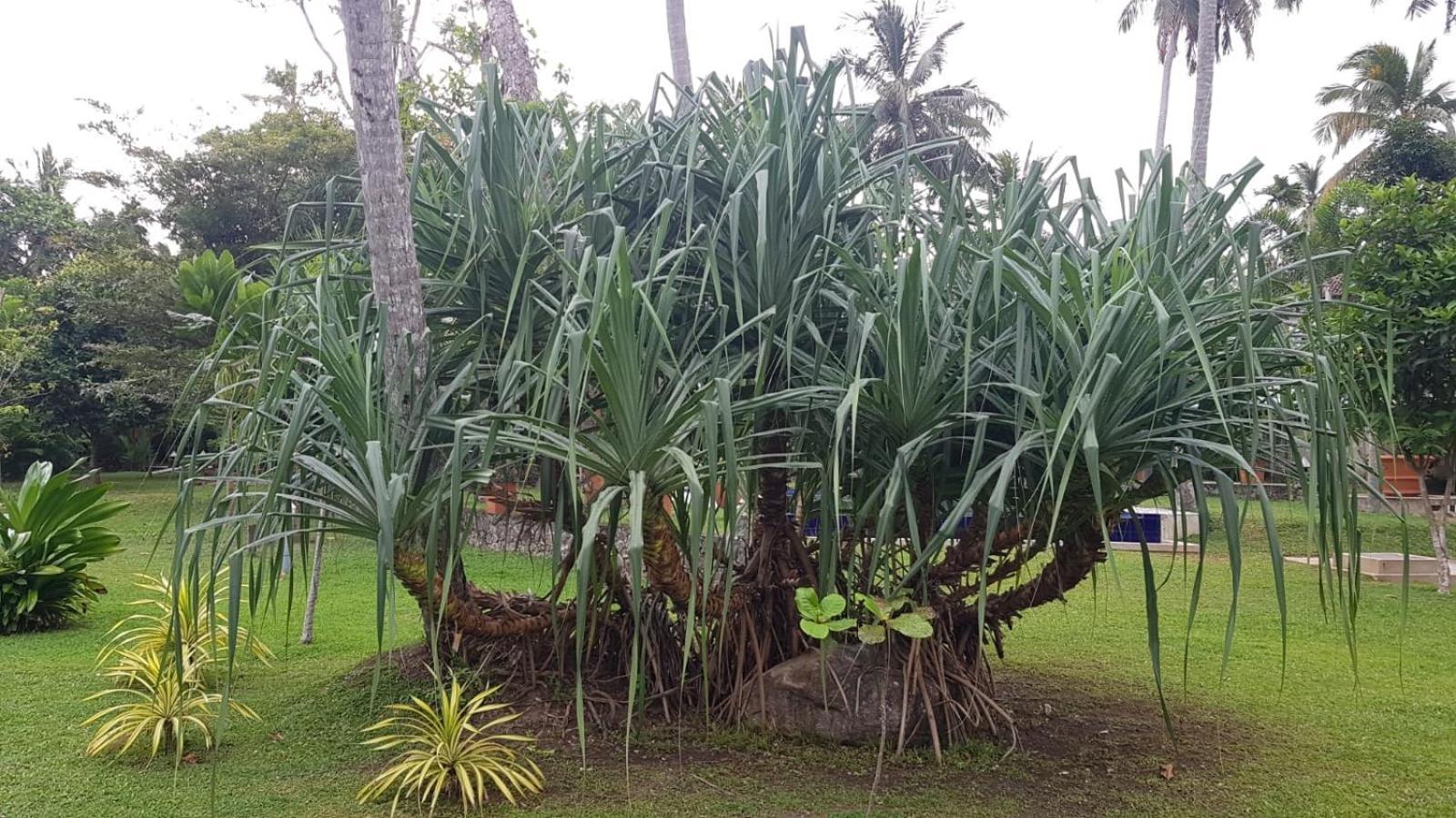 Avalon Village Resort Induruwa Bagian luar foto